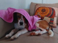 2 Yaşında Sağlıklı Erkek Beagle Sahiplendirilecek