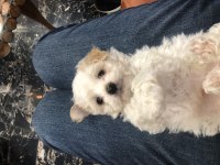 Maltipoo bebekler