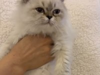 KEDİMİZ MATMAZEL YENİ YUVASINI ARIYOR