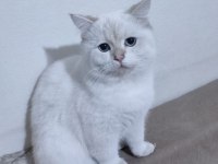 İran Kedisi Kırma (Pamuk)