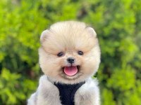Safkan Pomeranian Boo Bebekler
