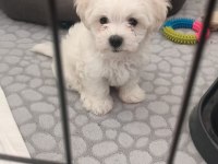 2 Aylık Erkek Maltese Terrier