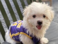 A kalite maltese terrier yavru