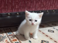 Bembeyaz British Shorthair Yavru
