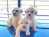 Ev doğumu maltese bebek köpeğimiz