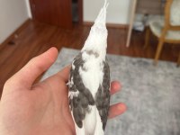 2 aylık fw sultan papağanı