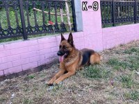 ALMAN ÇOBAN KÖPEĞİ
