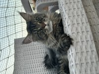 Maine Coon Kediler