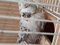 Show jumbo eşli muhabbet kuşu
