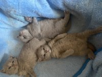 Scottish fold 4 adet son yavrularımız