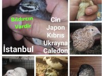 Bıldırcın yumurtası ve bıldırcın