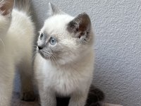 British shorthair blue point yavrular yeni ailelerini arıyor