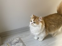Muhteşem Güzellikte British Longhair