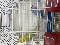 Jumbo Muhabbet Kuşları Takım