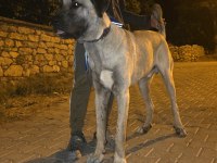 10 AYLIK ERKEK KANGAL ÇOK KALİTE