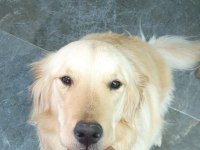 Çok sevecen dişi golden retriever