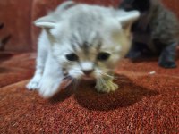 Scottish fold garibanlar yuva bekliyor