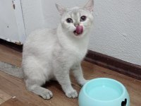 Ücretsiz sahiplendirme british shorthair