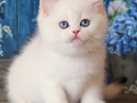 Kar Beyaz Silver British Shorthair 