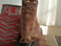 Çikolata tatlılığında british shorthair kedim