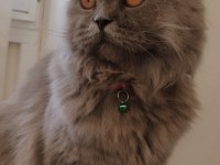 Ücretli sahiplendirme scottish fold