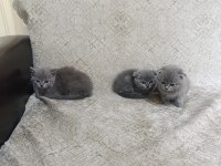 Kaliteli sağlıklı british shorthair yavrular