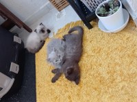Yavru british longhair