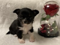 EV ORTAMINDAN TEACUP CHİHUAHUA YAVRULAR
