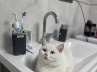 Bu Tatlı Kediye Kim Hayır Diyebilir?