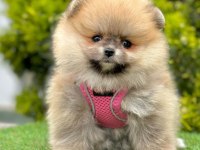 Sevimli Pomeranian Boo Yavrularımız