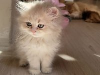 British longhair Dişi yavrumuz