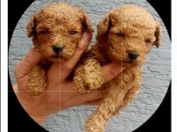 Toy poodle tatlı yavrular