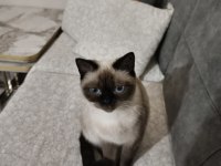 British blue point kedim ÜCRETSİZ sahiplendirilecektir