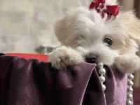 Orjinal Maltese Terrier Yavrularımız Dişi Ve Erkek