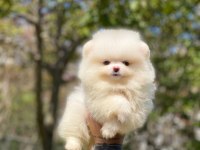 2.5 Aylık Orijinal Pomeranian Boo Yavrular