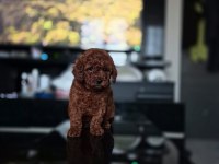 Kore toy poodle yavrular