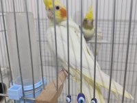 2 yaşında hazır sultan papağanı takım yuvalık kafes yemlik