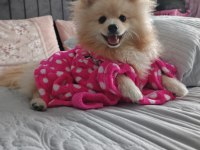 Pomeranian boo köpeği 10 aylık