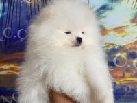 A kalite pomeranian 70 günlük yavru