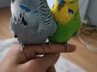 Ele alışkın şov erkek ele yarı alışkın jumbo erkek muhabbet