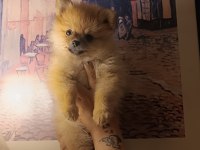 Sevimli pomeranian bebeklerim
