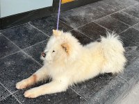1 Yaşında Erkek Çin Aslanı