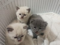 Anne Ve Baba Russian Blue