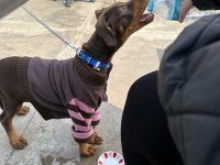 4.5 AYLIK DÜNYA TATLISI SAF KAN DOBERMAN KIZIM HERA