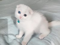 Minnoş Gözlü Bebek Scottish Fold