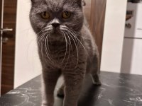 ÜCRETSİZ SAHİPLENDİRME KEDİLERİM