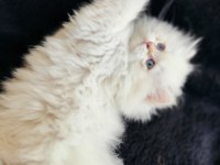 Dişi british longhair yavruma da yuva aranıyorum