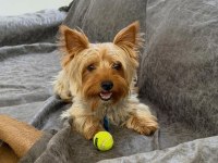 Çok uyguna terrier köpeğimiz