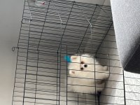3 Aylık Erkek Pomeranian