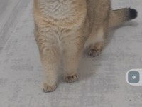 British shorthair kedimiz